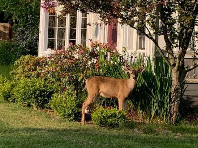 Anchorage Inn B&B Coupeville Dış mekan fotoğraf